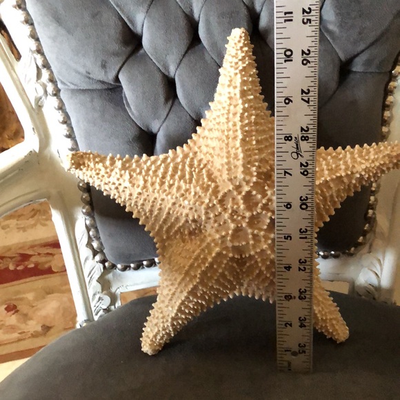 Large natural starfish - Picture 5 of 8